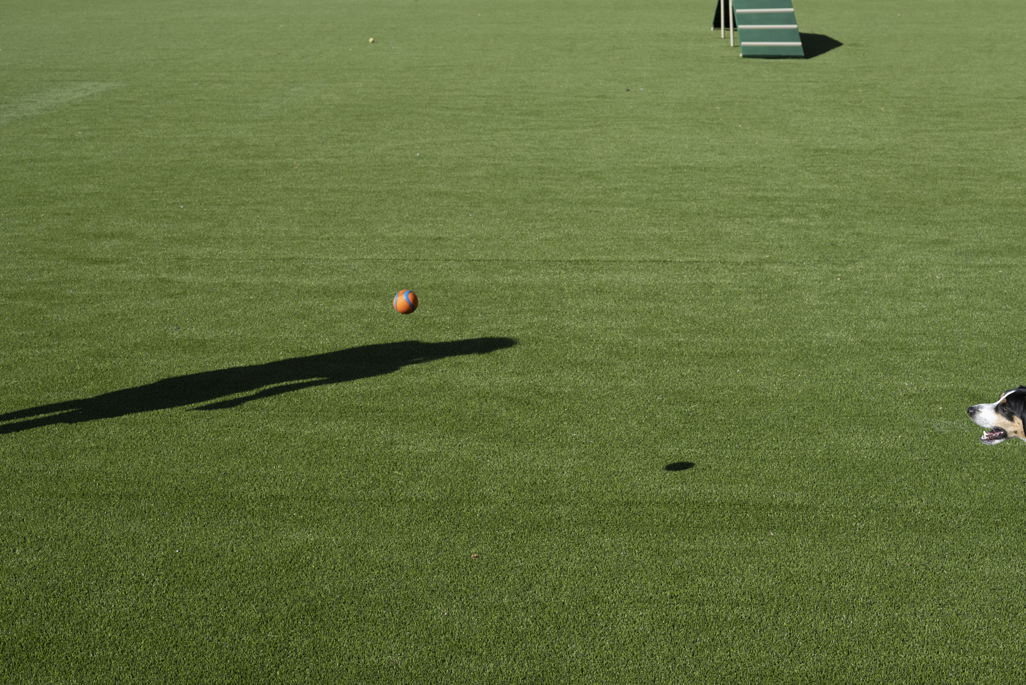 A manicured green lawn fills the frame. The head of a dog enters on the bottom right side of the photograph, it's eyes fixated on a ball about four inches off the ground in the center-left of the frame. A ramp from a dog obstacle-course just enters from the top of the frame.