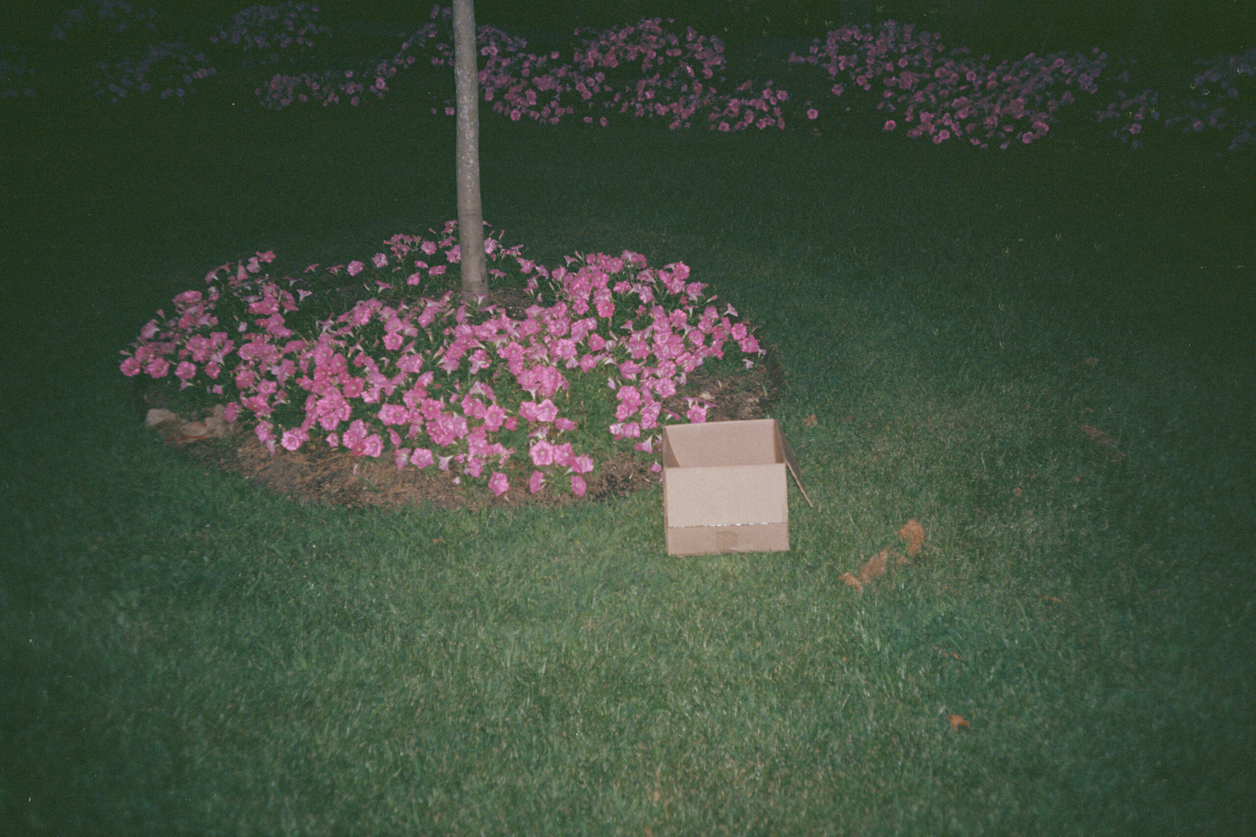 A photograph that has utilized a flash shows an empty cardboard box on a grass lawn. Just behind it is the thin trunk of a tree surrounded by pink flowers.