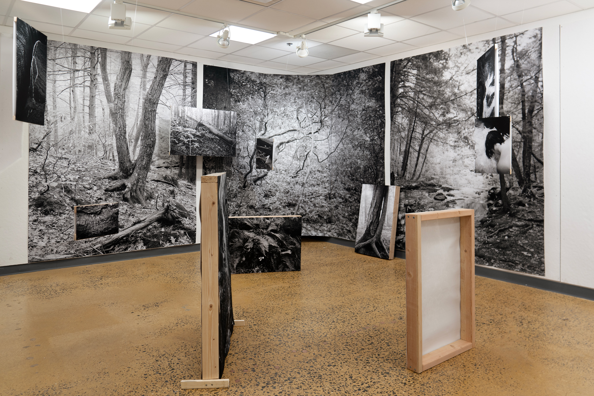 The image shows the corner of a room set up as an image gallery. On the wall, it features 3 large images of the woods. Several smaller images hanging from the ceiling, one image of a tree trunk propped against the wall, and 3 images standing in the middle of the room, set up facing each other in a triangle.