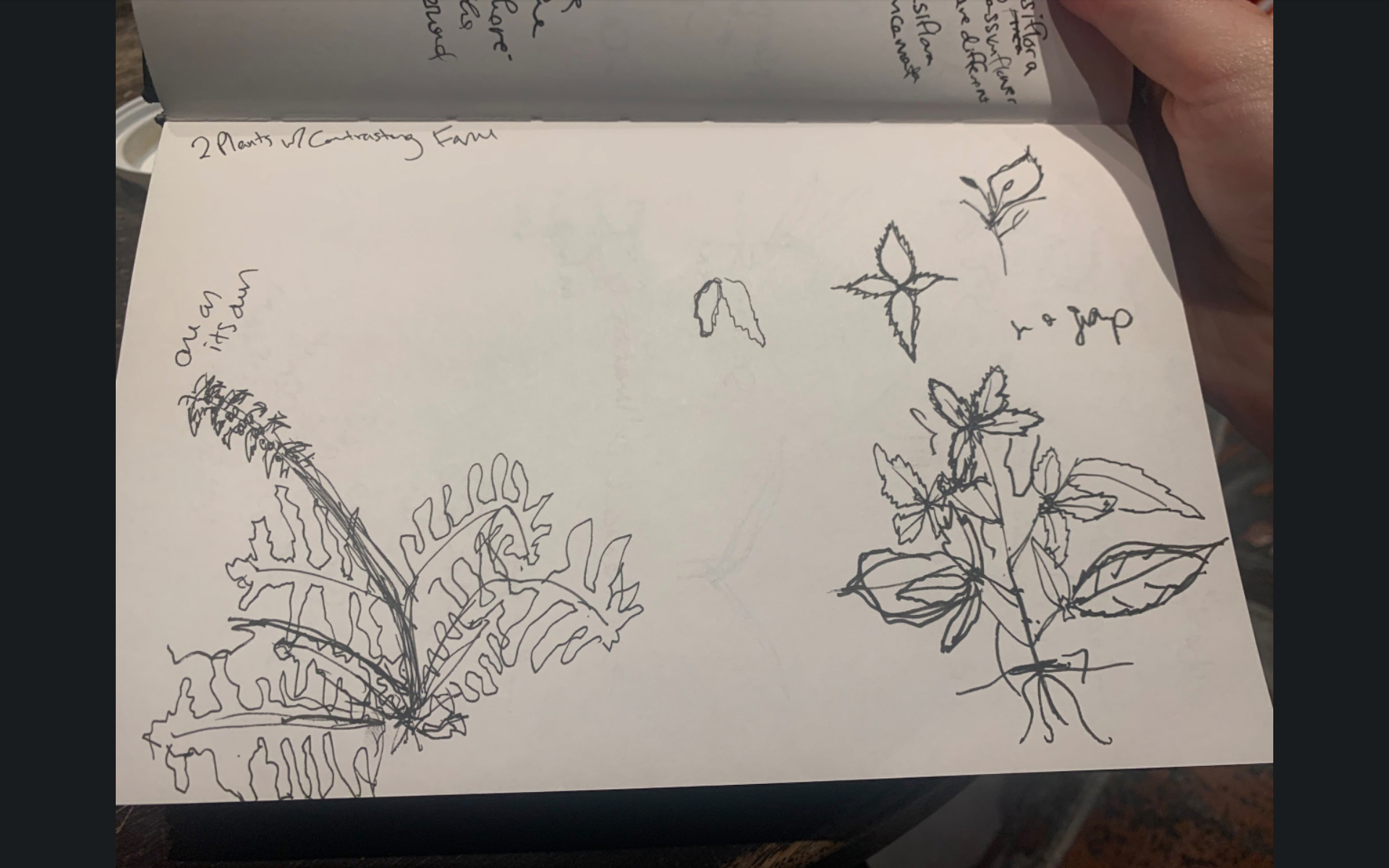 Student sketches of perennials in The Battery.