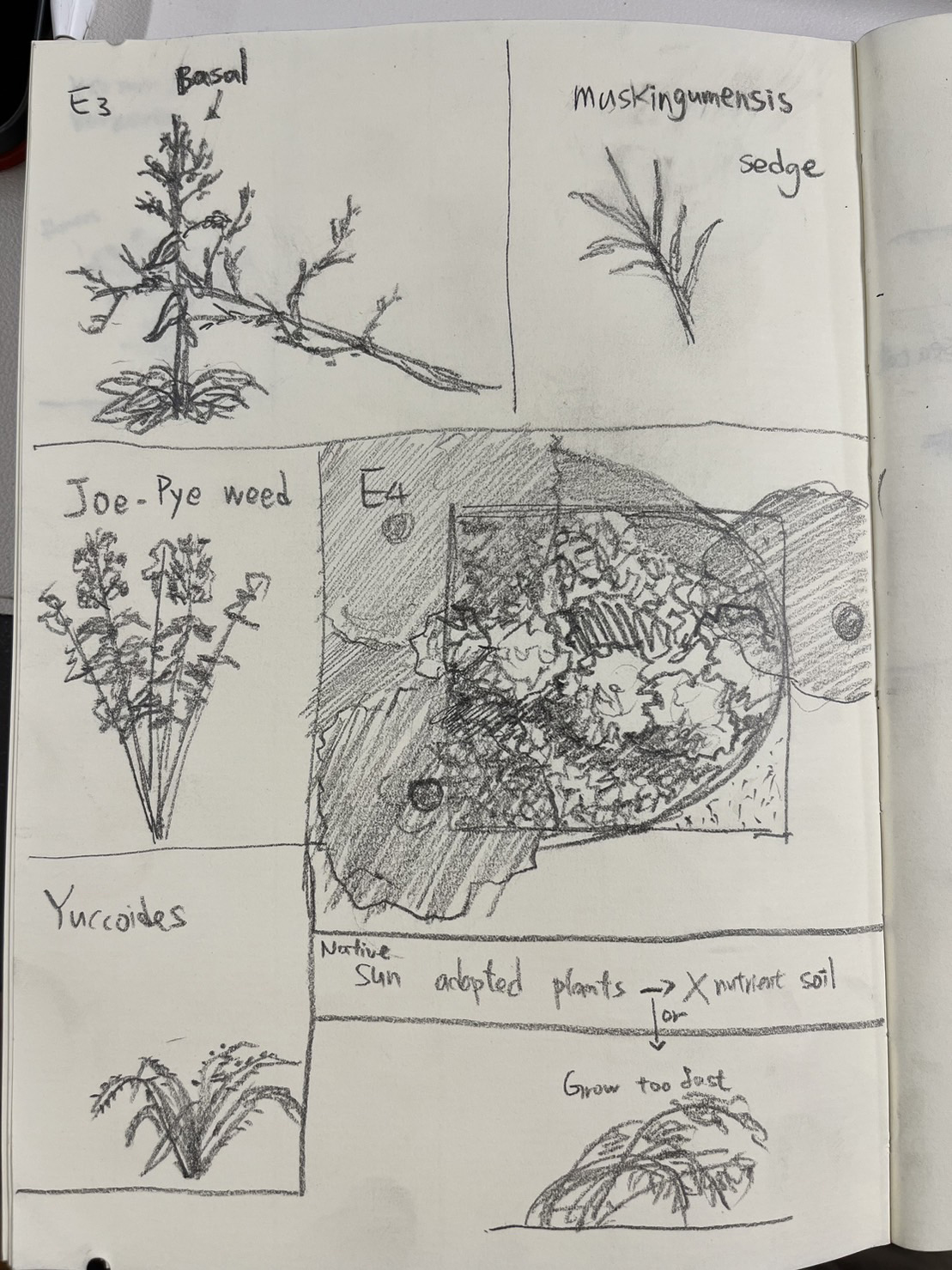 Student sketches of perennials in The Battery.