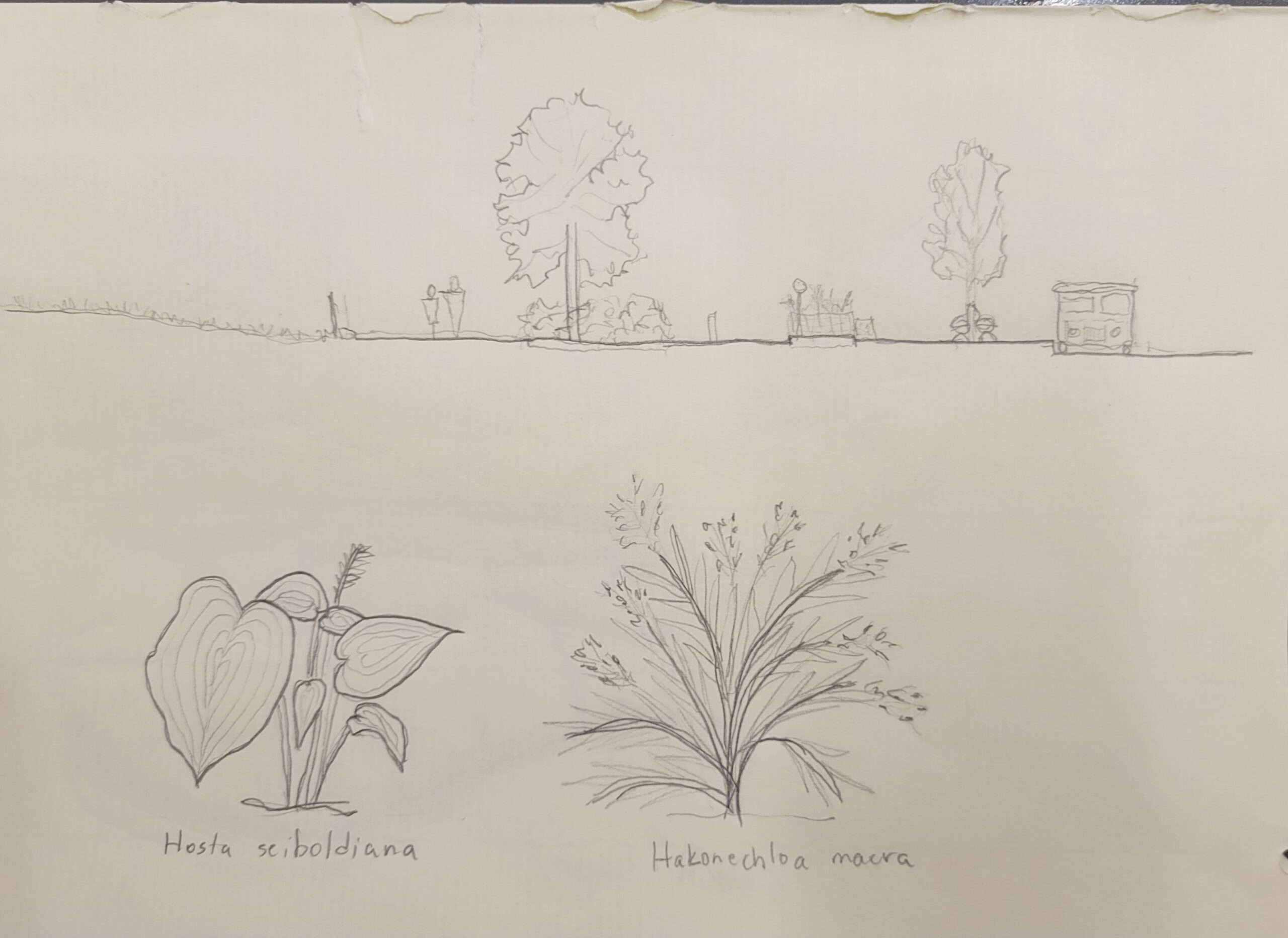 Student sketch of perennial plants from The Battery.