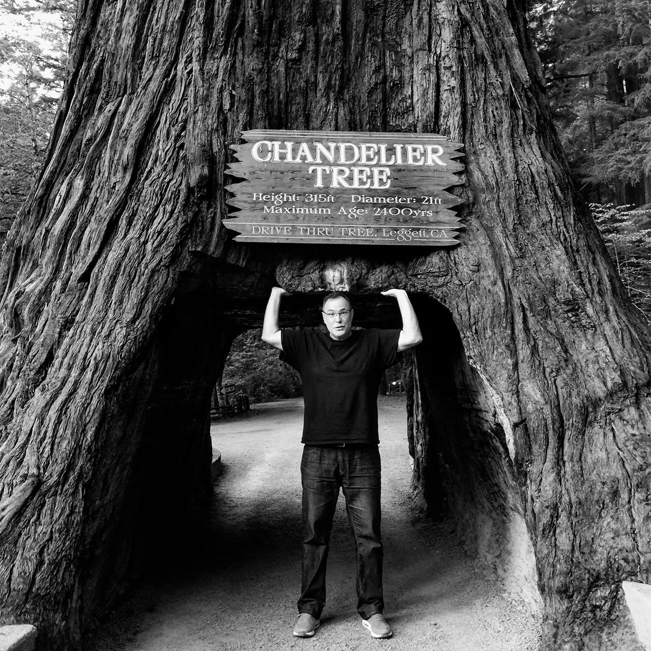Black and white image of a man standing at the entrance a tunnel carved out at the base of a tree trunk, with a board saying
