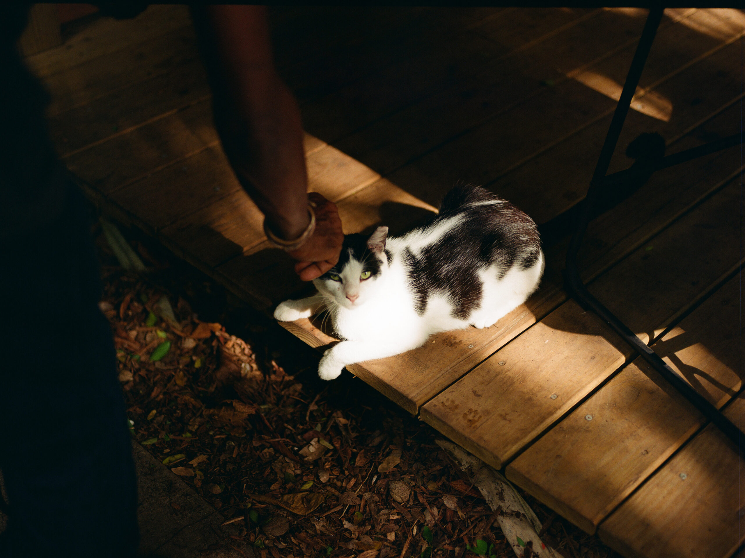 A white and gray cat with green eyes peers up from the shadows on a wood deck as a hand reaches down to pet it