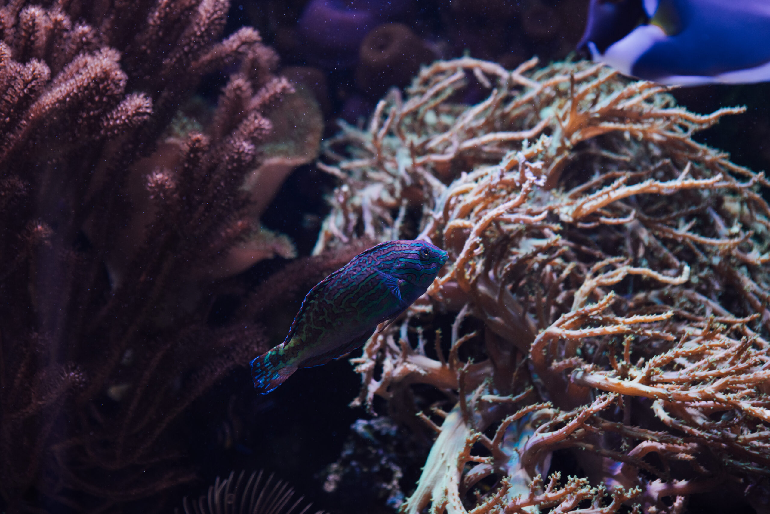 A small, blue and purple fish, swimming in front of coral
