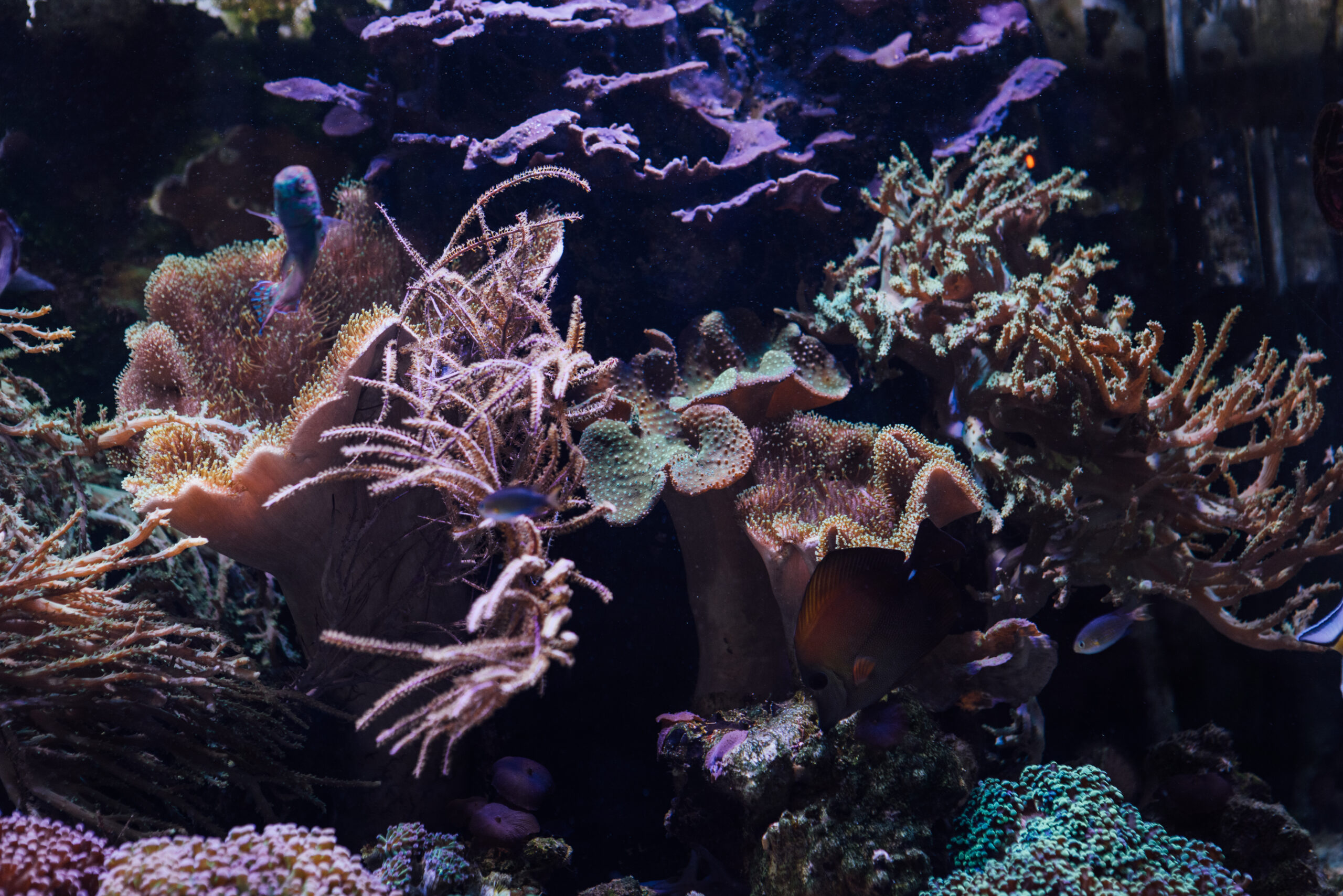 Numerous small fish swimming in front of an array of purple and beige coral