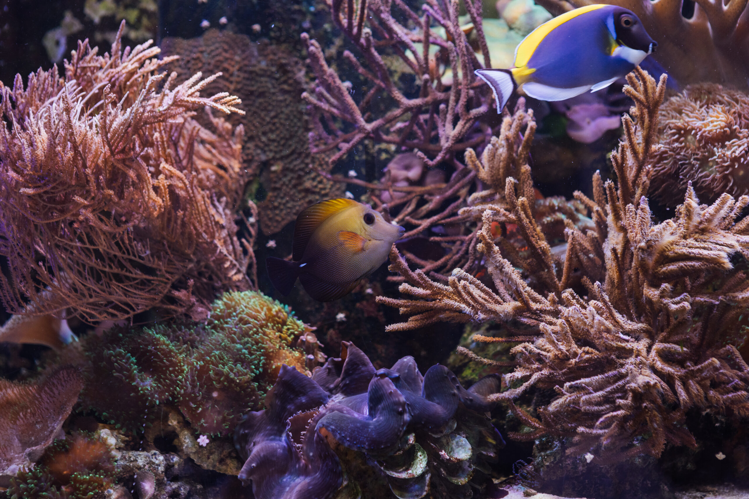 A beige fish peeking out of an array of coral next to a blue tang