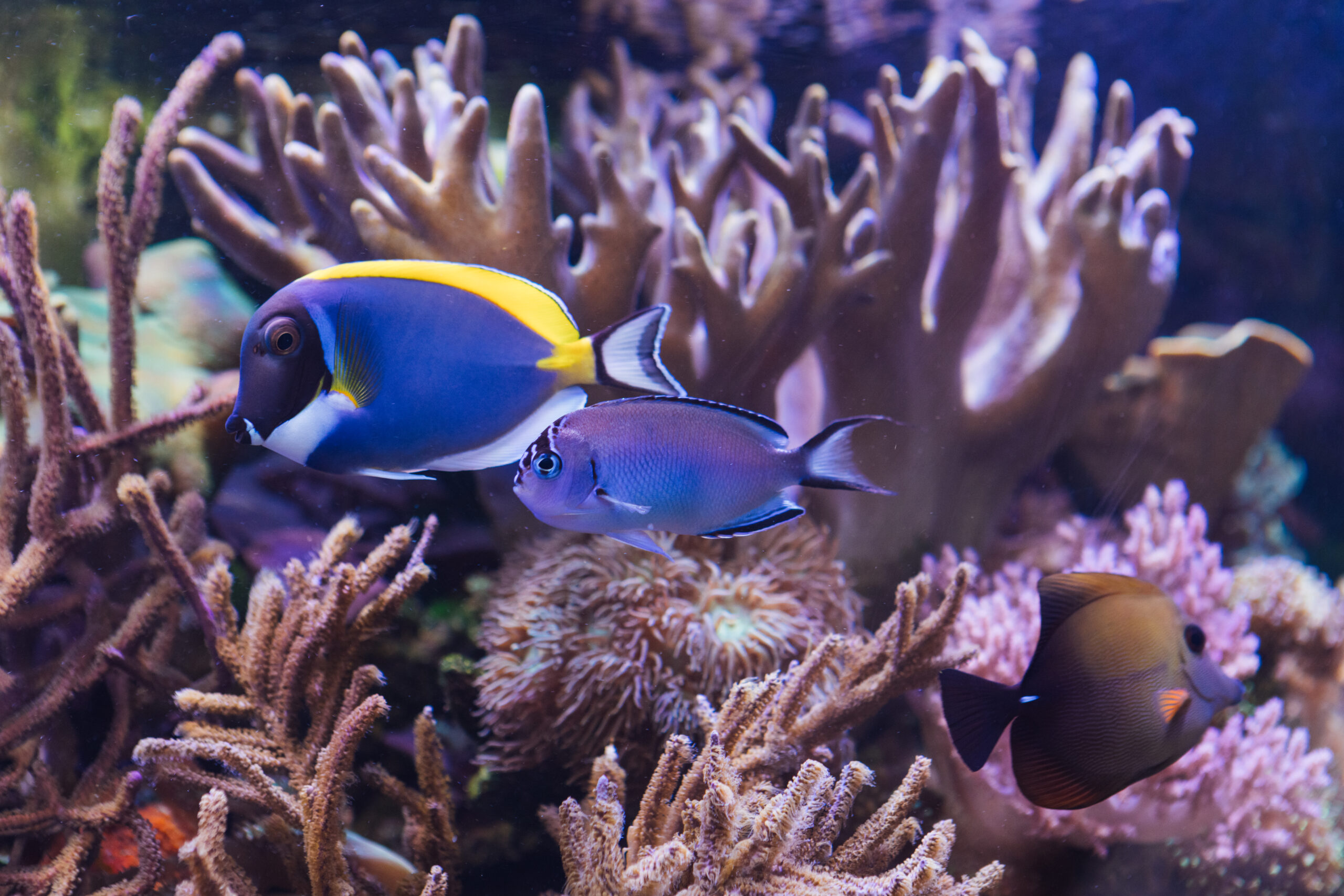 A purple fish and a blue tang swimming in front of an array of coral