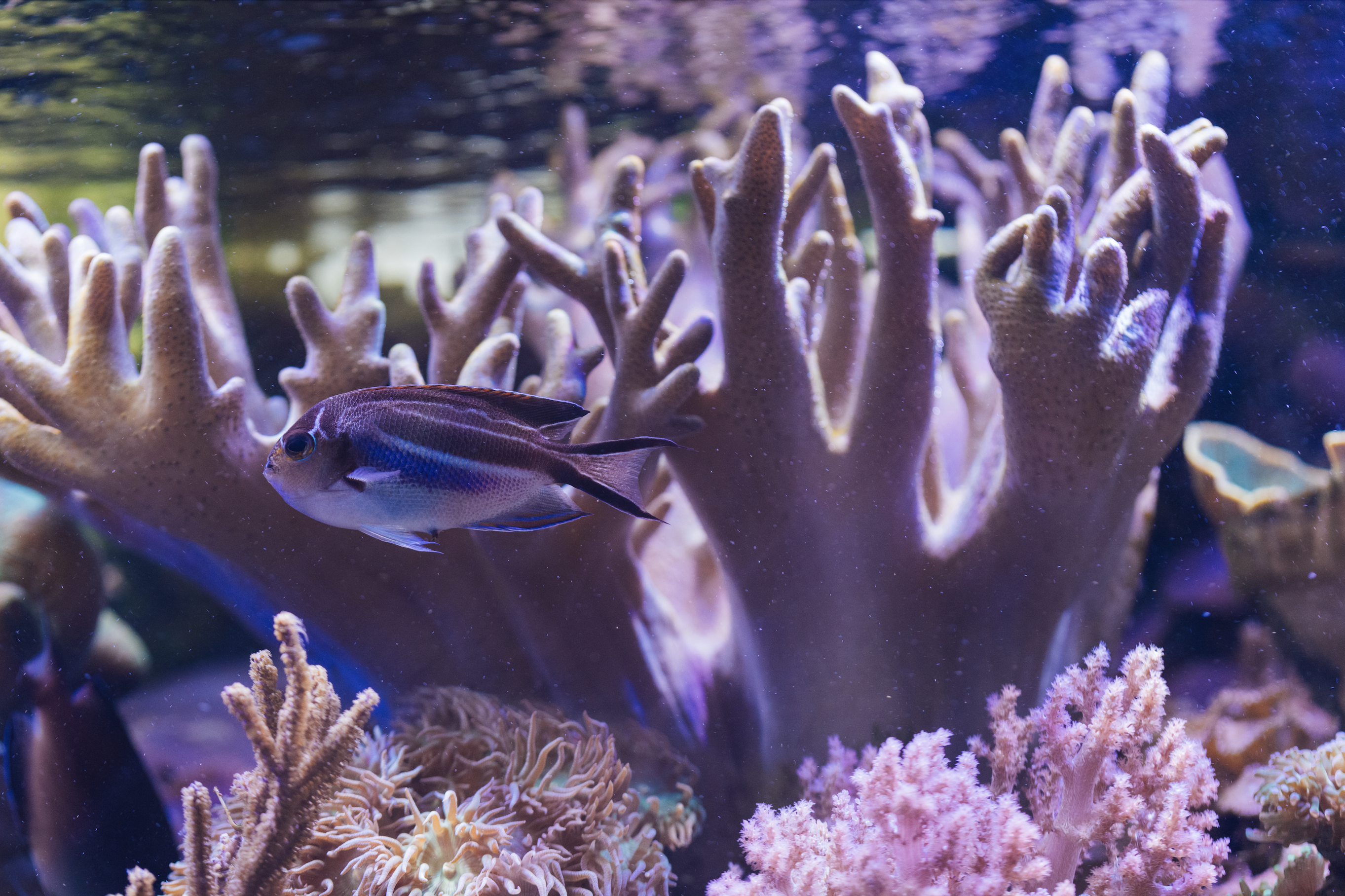 A purple fish swimming in front of a large beige coral