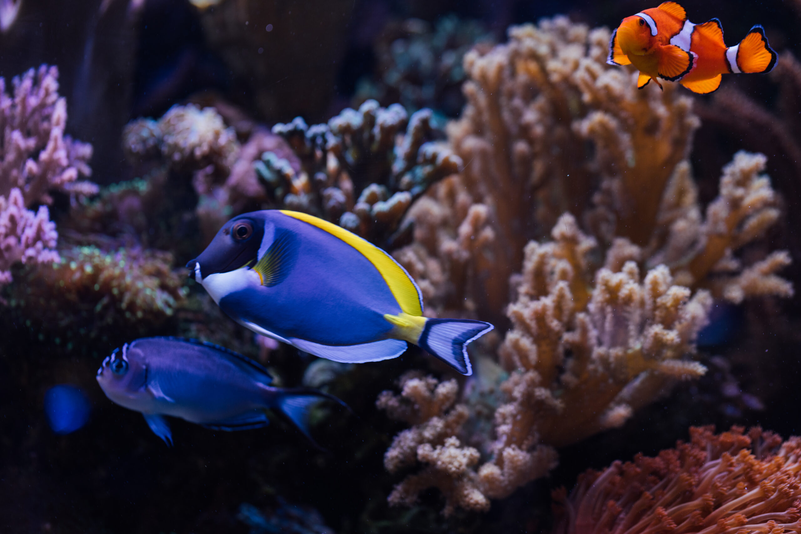 A small purple fish next to a clownfish and a blue tang, swimming in front of an array of coral