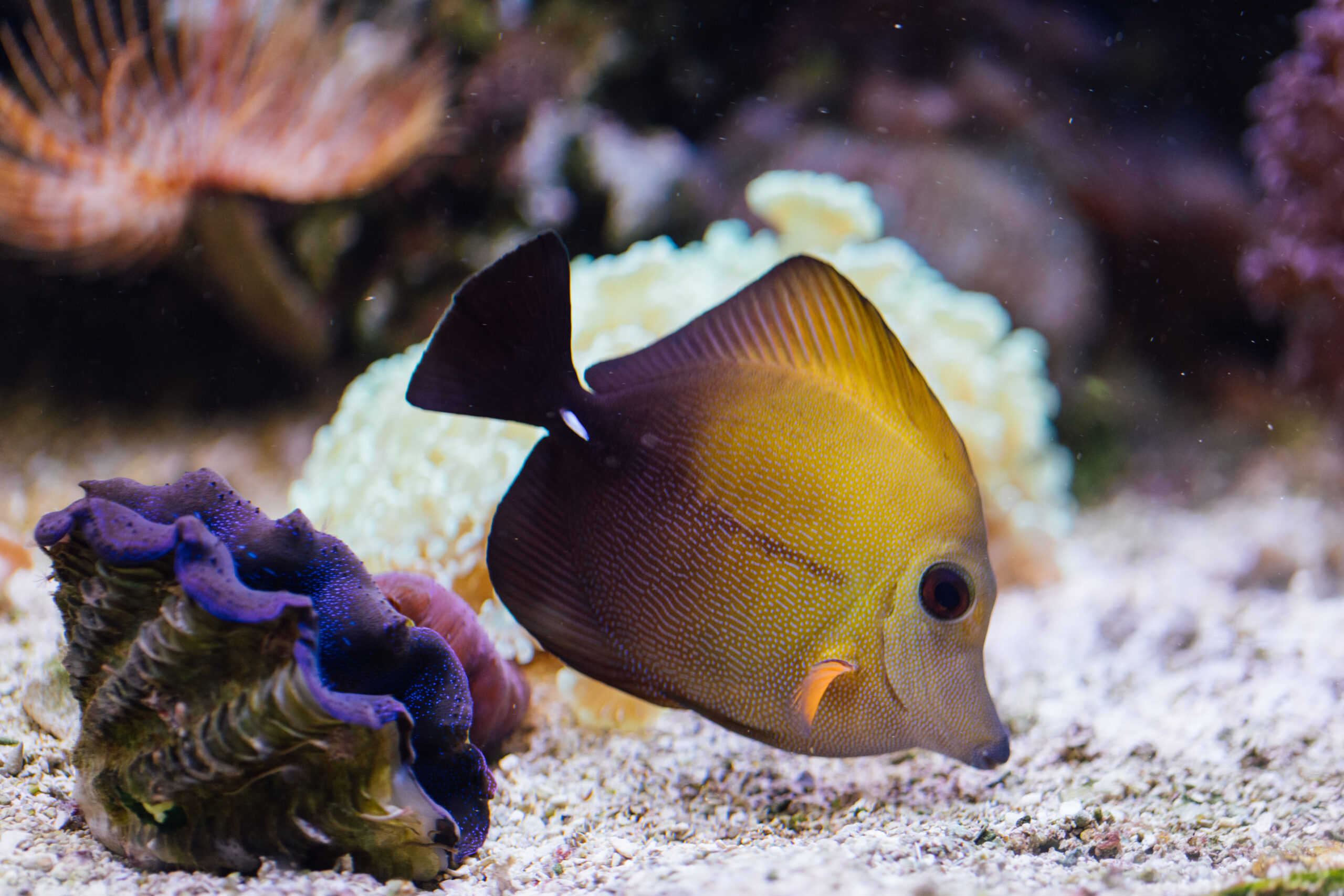 A close-up photograph of a small purple and yellow fish next to a purple coral