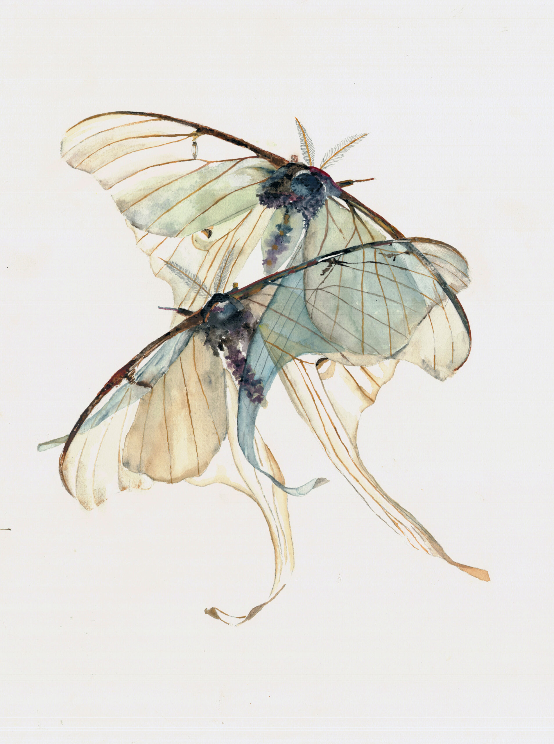 Watercolor illustration of two delicate greenish-brown moths with translucent wings against a white background.