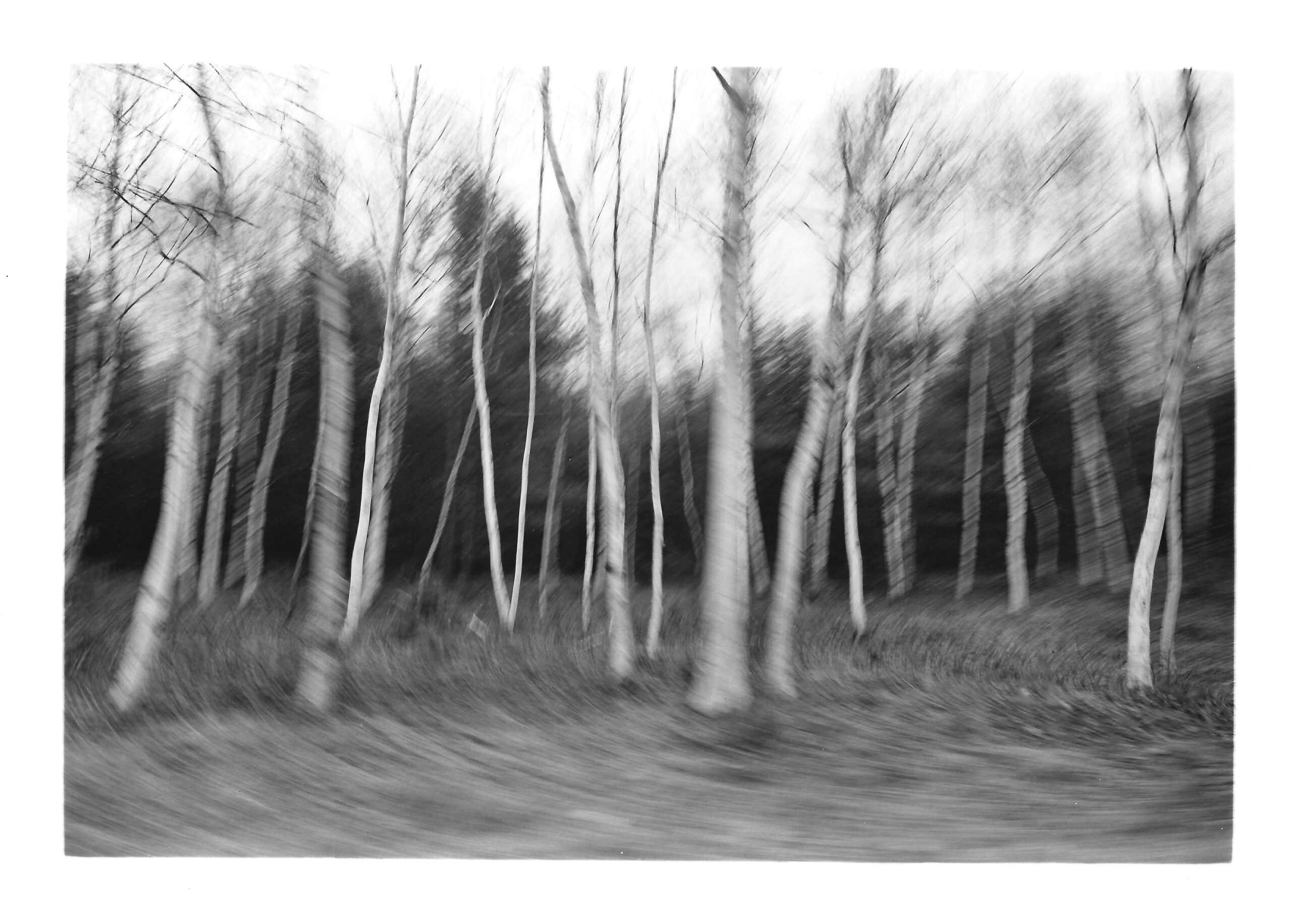 Black-and-white photograph of trees against an overcast sky; the image is blurred from motion and has a thick white border around it.