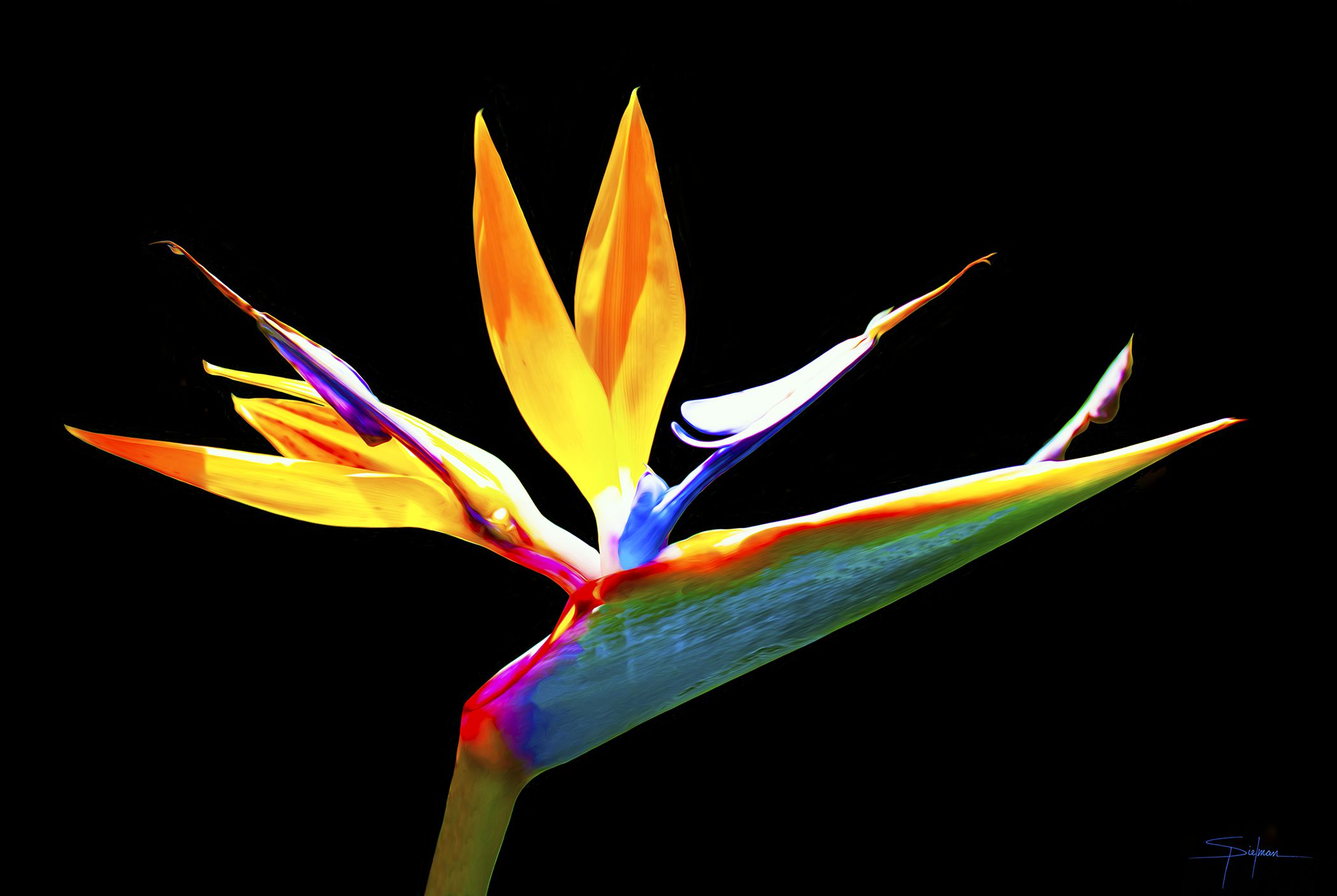 Photograph of a vibrant, multi-colored Bird of Paradise flower set against a black backdrop with the artist’s signature in the bottom right corner.