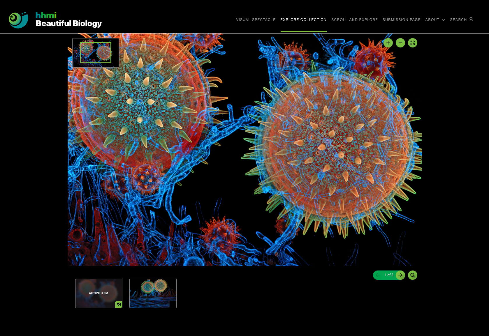 Screenshot of the hhmi Beautiful Biology website, which has a black interface and features a large image of a vibrantly-colored spiky microorganism as the focal point