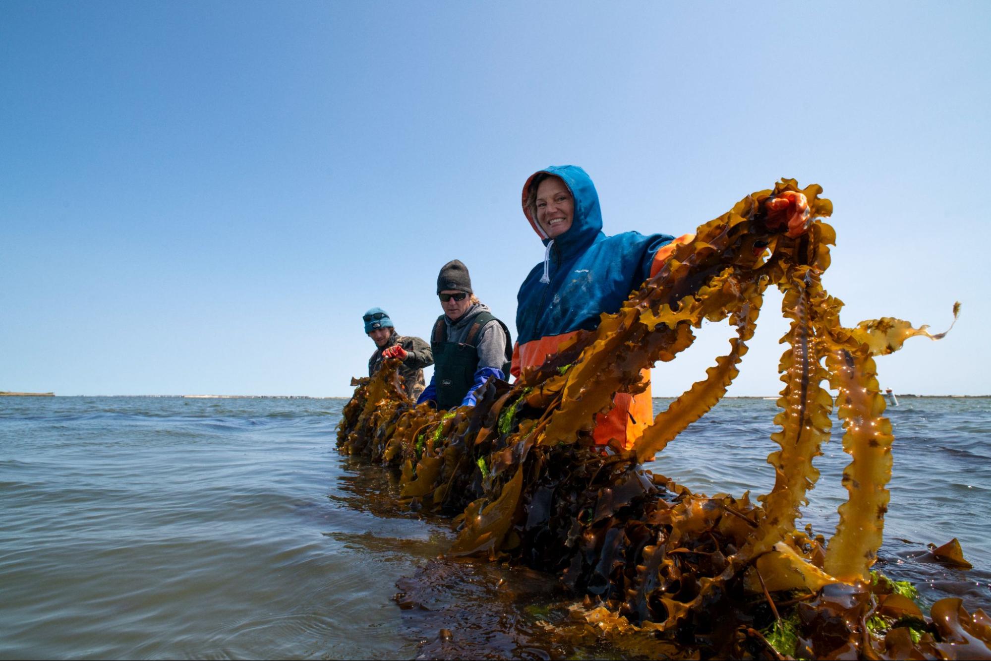 Three people harvesting seaweed in shallow ocean water under a clear blue sky. Wearing waterproof gear and gloves, they hold up long, brown kelp strands attached to ropes. The group appears engaged in aquaculture or marine farming work.