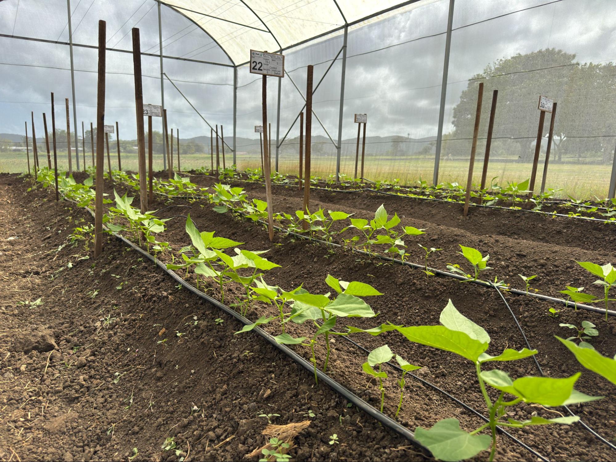 Young plants growing in neat rows inside a mesh-covered greenhouse. Wooden stakes and numbered signs mark planting sections, while drip irrigation tubing runs along the soil. The setup suggests agricultural research or controlled crop trials.