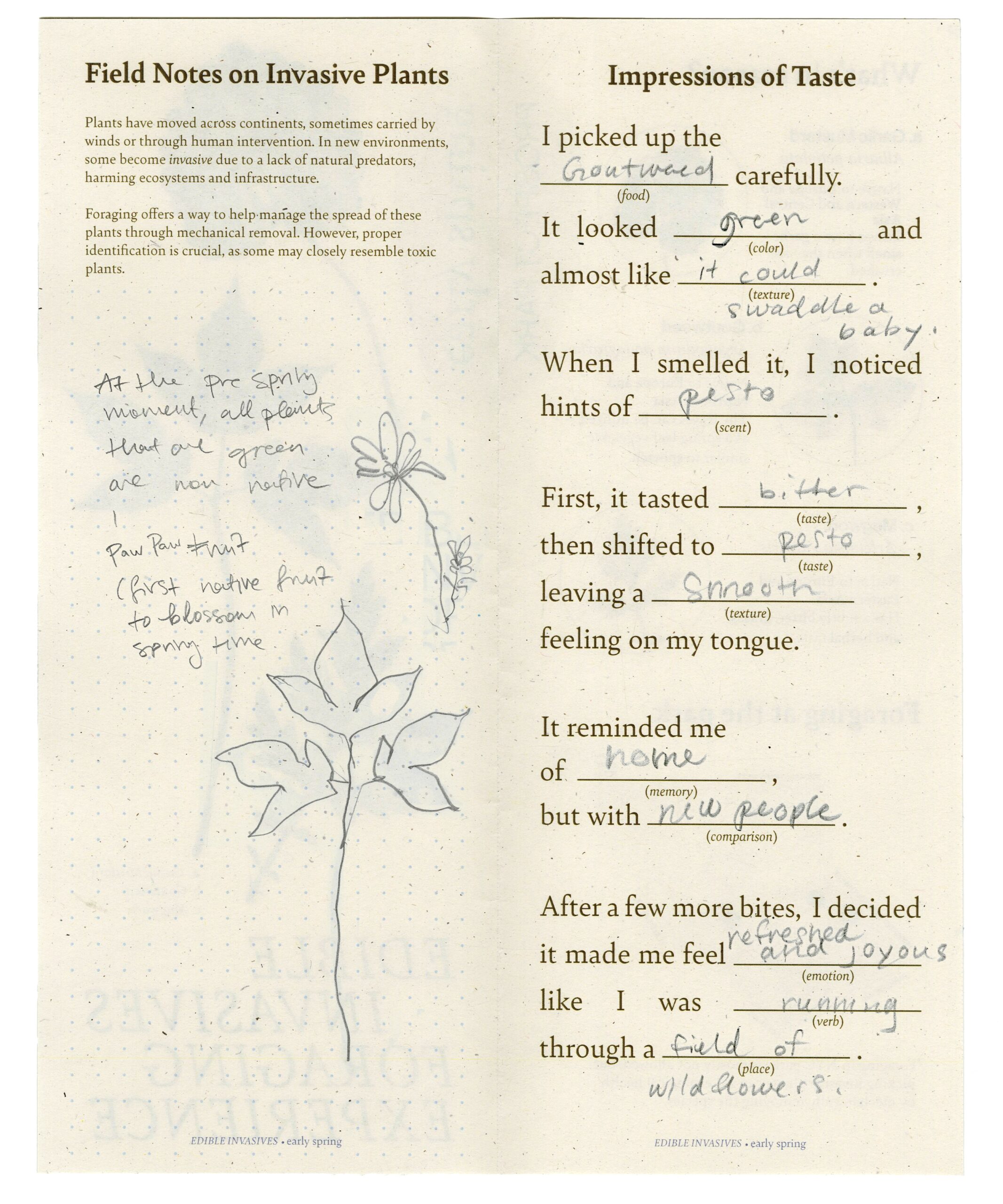 A handwritten field notes worksheet titled 'Impressions of Taste,' with personal observations about an edible plant's look, smell, and taste, alongside a botanical sketch.