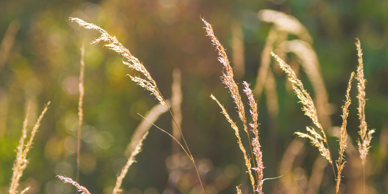 Close-up photograph of tall golden grass stalks illuminated by warm sunlight, with a softly blurred green and brown background. The image has a natural, serene feel, suitable as a decorative banner or backdrop.