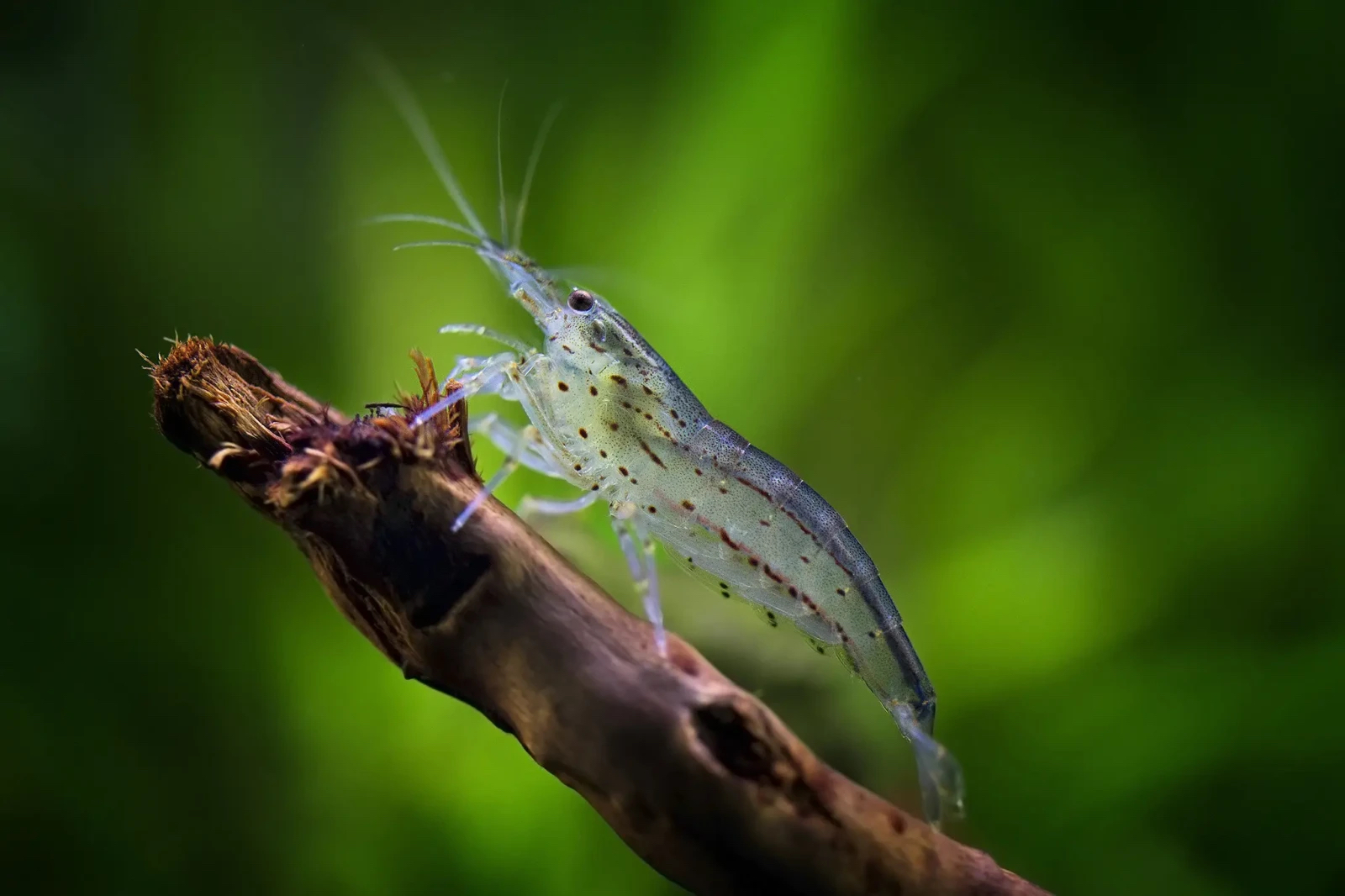 A tiny clear-bodied shrimp with brown and black markings perches on a branch