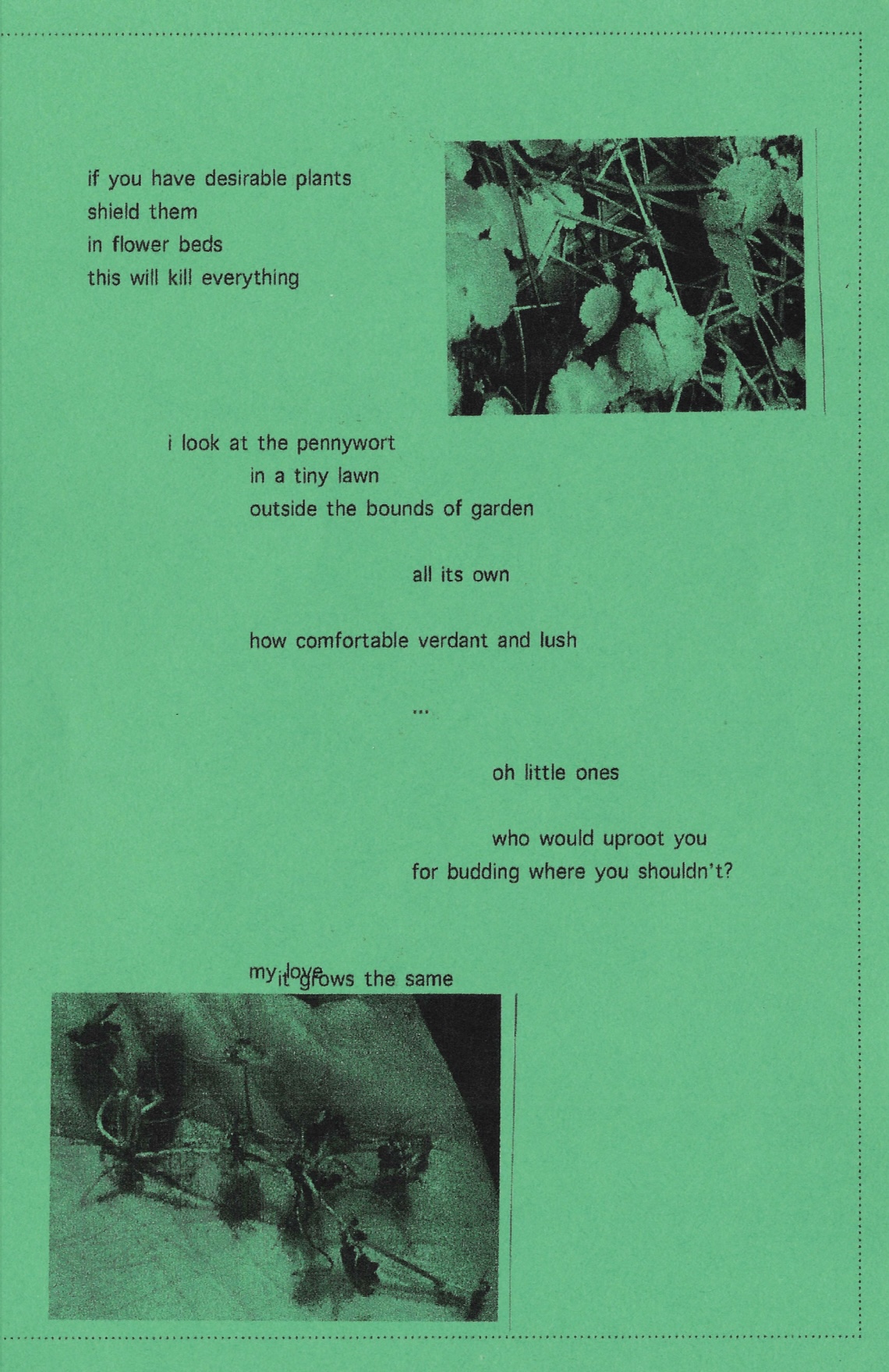 Green-toned printed page combining short poetic lines with two grainy black-and-white photographs of plants and uprooted roots, reflecting themes of growth, care, displacement, and persistence.