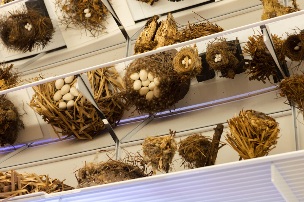 Birds’ nests of various sizes and made from different kinds of natural materials are on display on mirrored shelves. In the nests’ reflections, the viewer can see the eggs inside the nest.