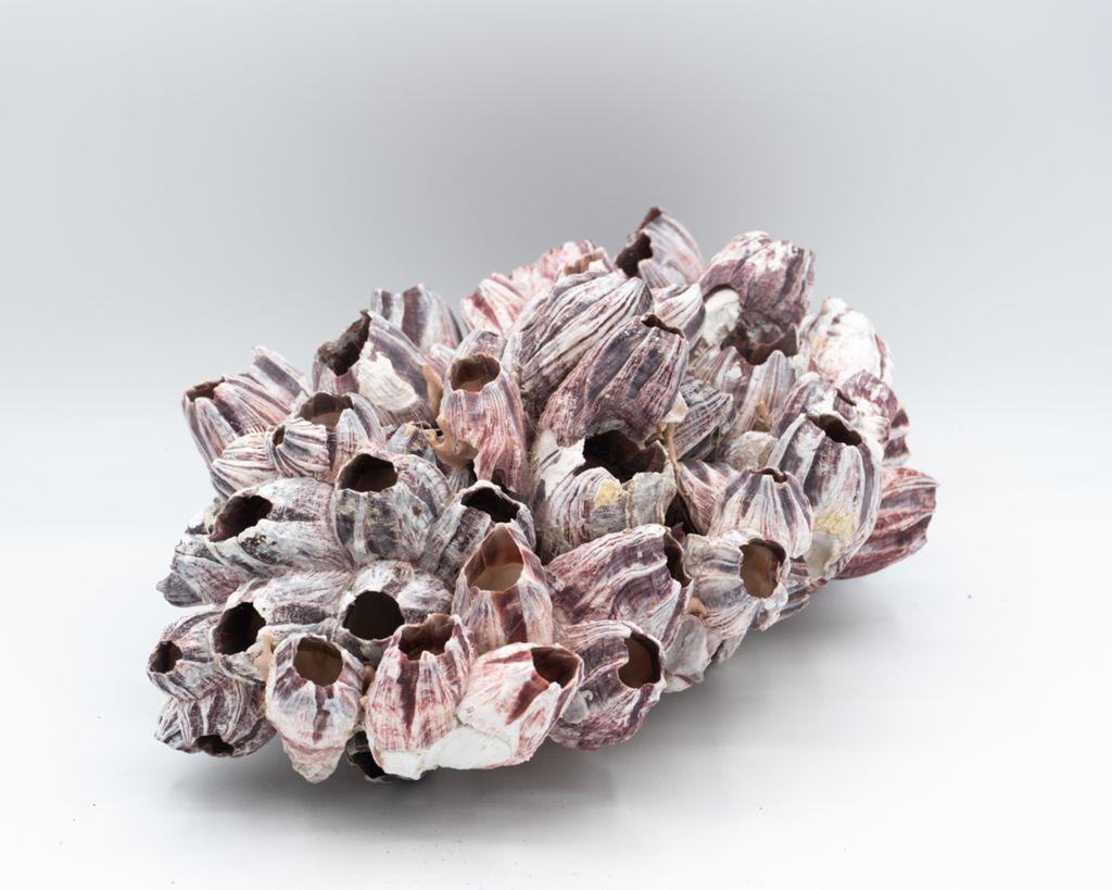 A cluster of purple barnacles.