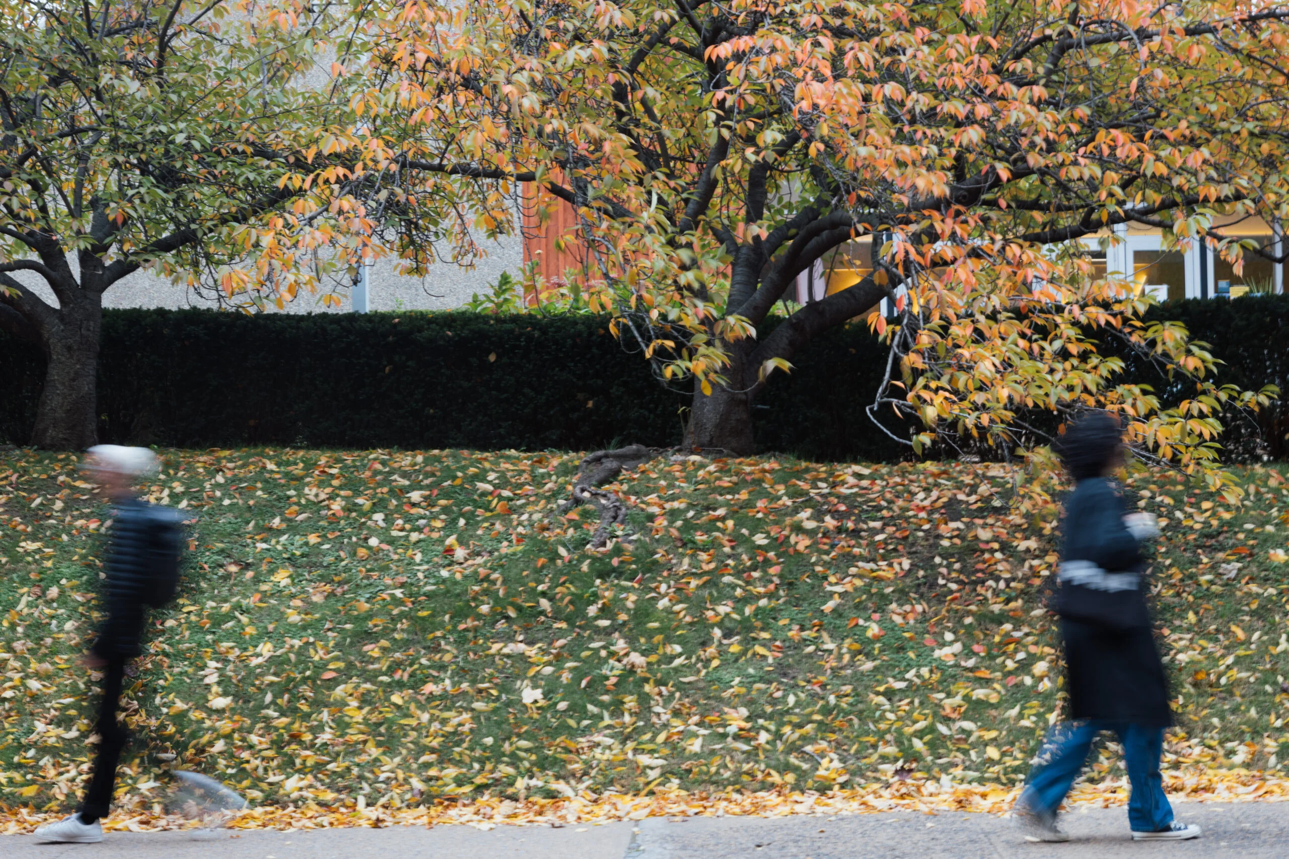 Two people walk along a path with fallen leaves. One person is blurred, suggesting motion, and wears a black outfit with a light-colored beanie. The other person walks in the opposite direction, dressed in a dark coat and blue pants, with curly hair. In the background, a tree with vibrant fall foliage and a tidy hedge are visible.