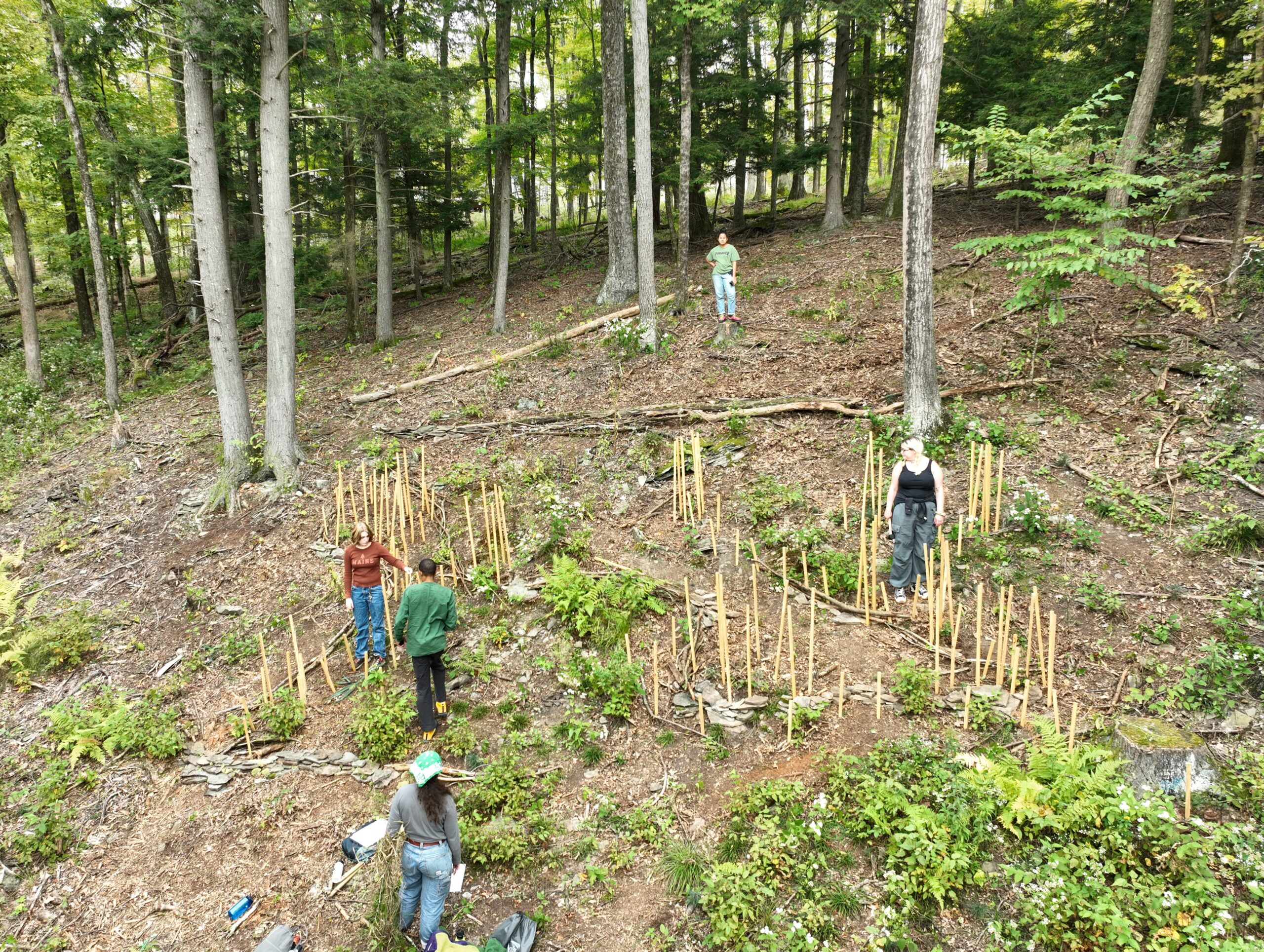 Wide outdoor scene of a wooded hillside with tall trees and leaf-covered ground. Several people are dispersed across the slope, working among clusters of thin wooden stakes arranged in curved and linear patterns embedded in the soil. Some individuals stand and observe, while others bend or walk carefully along the uneven terrain. The setting suggests a collaborative land-based art or environmental installation in progress within a forested area under natural daylight.
