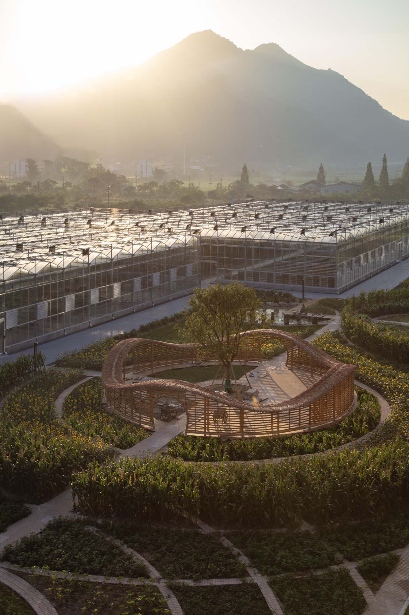 An aerial view of a lush agricultural landscape at sunset. Greenhouse structures with glass tops occupy the foreground, while a wooden, serpentine pathway leads to a circular area with a tree at its center. Surrounding the path, vibrant fields of corn and sunflowers create a patchwork of greenery and color. Soft sunlight bathes the scene, highlighting the mountainous backdrop in the distance.