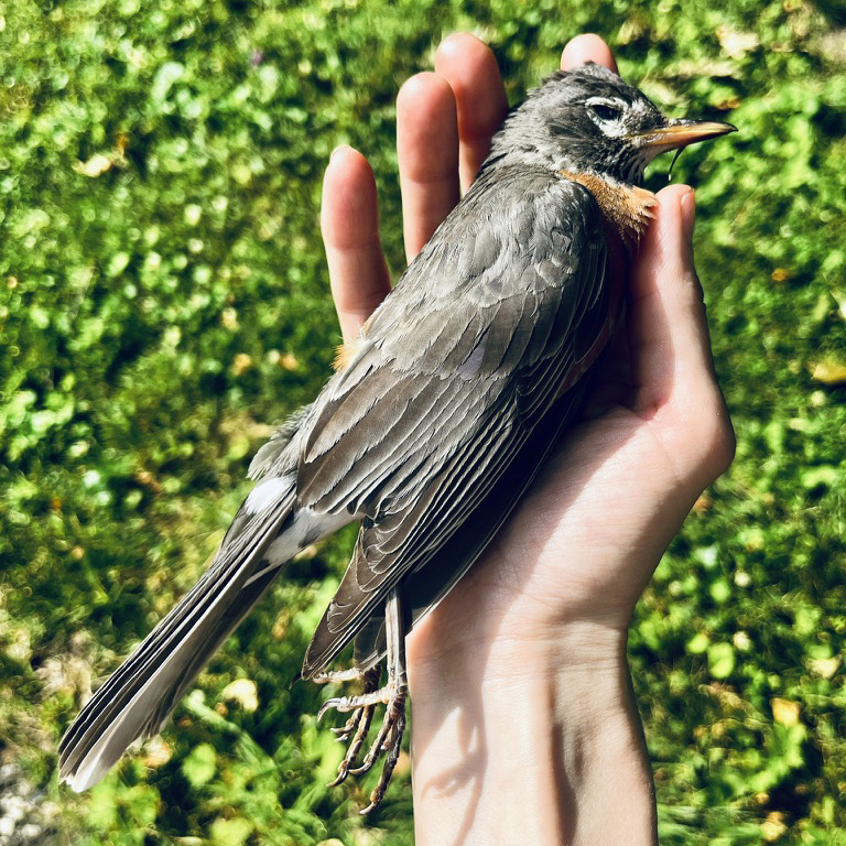 A dead Red Breasted Robin rests in the palm of an open hand.