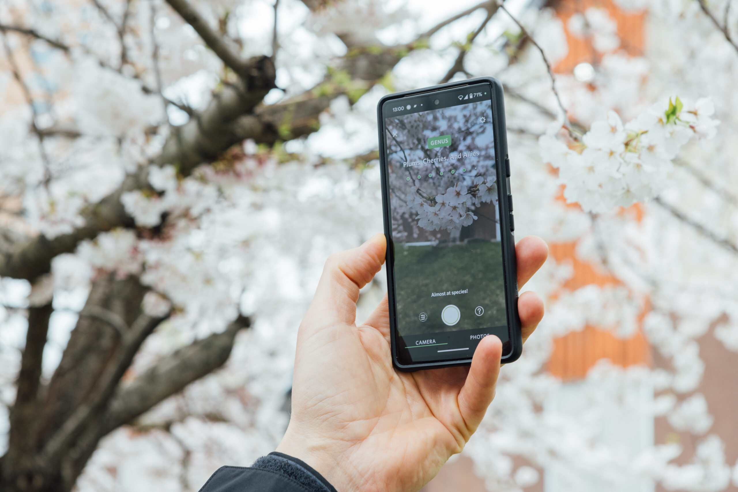 A hand holding up a phone to take a photo of the flowers on a tree.
