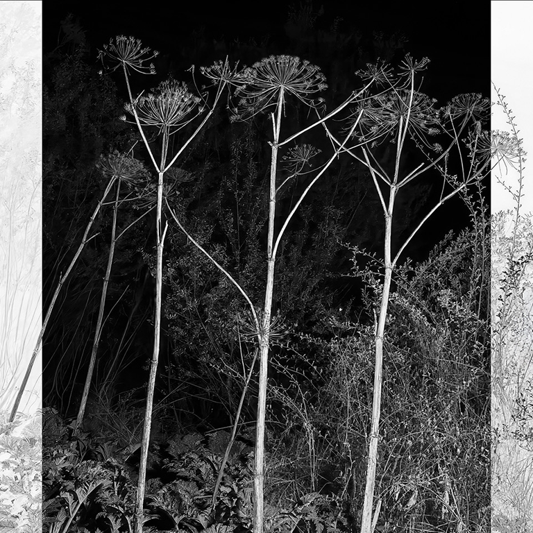 plant/trees like puff dandelions in a roman like mansion home in black and white and shades of grey
