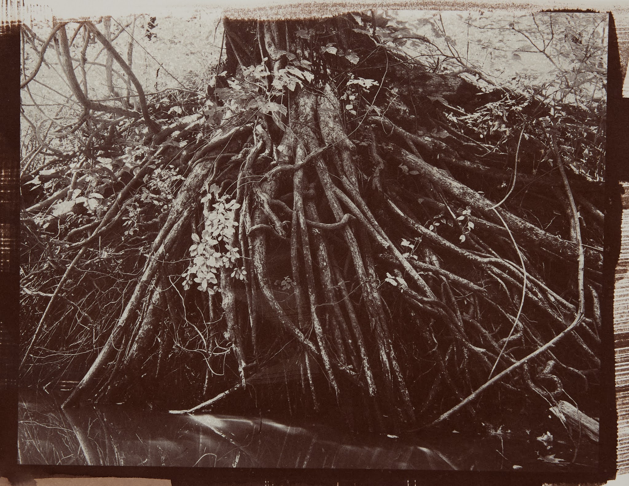 A dense cluster of tree roots and vines extends from the ground, surrounded by greenery. The image is in sepia tones, showcasing the intricate patterns of the roots against a background of still water. Leaves are visible among the roots, giving a sense of lush vegetation. The scene conveys a natural, wild environment.