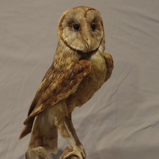 Full-body view of a barn owl standing upright against a plain light-colored backdrop. The owl has a heart-shaped white face bordered with brown, dark round eyes, and mottled tan and brown feathers across its wings and back. One wing is slightly raised, showing layered feather detail. The owl stands on one visible leg with talons gripping the surface, and the background appears to be a softly draped fabric.