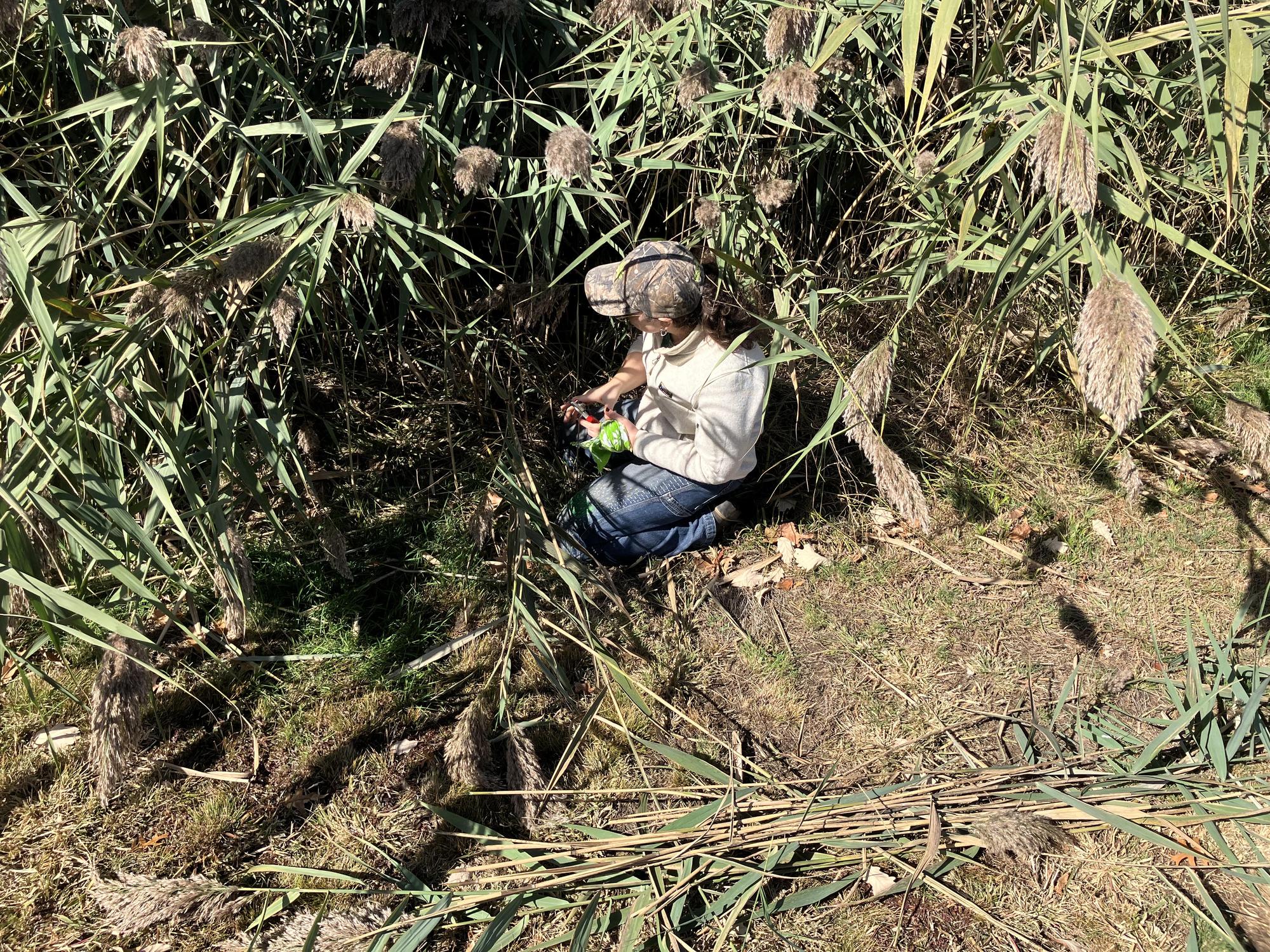 A person sits on the ground among tall grasses and reeds, focused on a task. They are wearing a light-colored long-sleeve shirt and denim jeans, with a camouflage hat. The surrounding area is a mixture of green grass and brown vegetation, indicating it is a natural outdoor setting. The sunlight creates a bright contrast against the foliage.