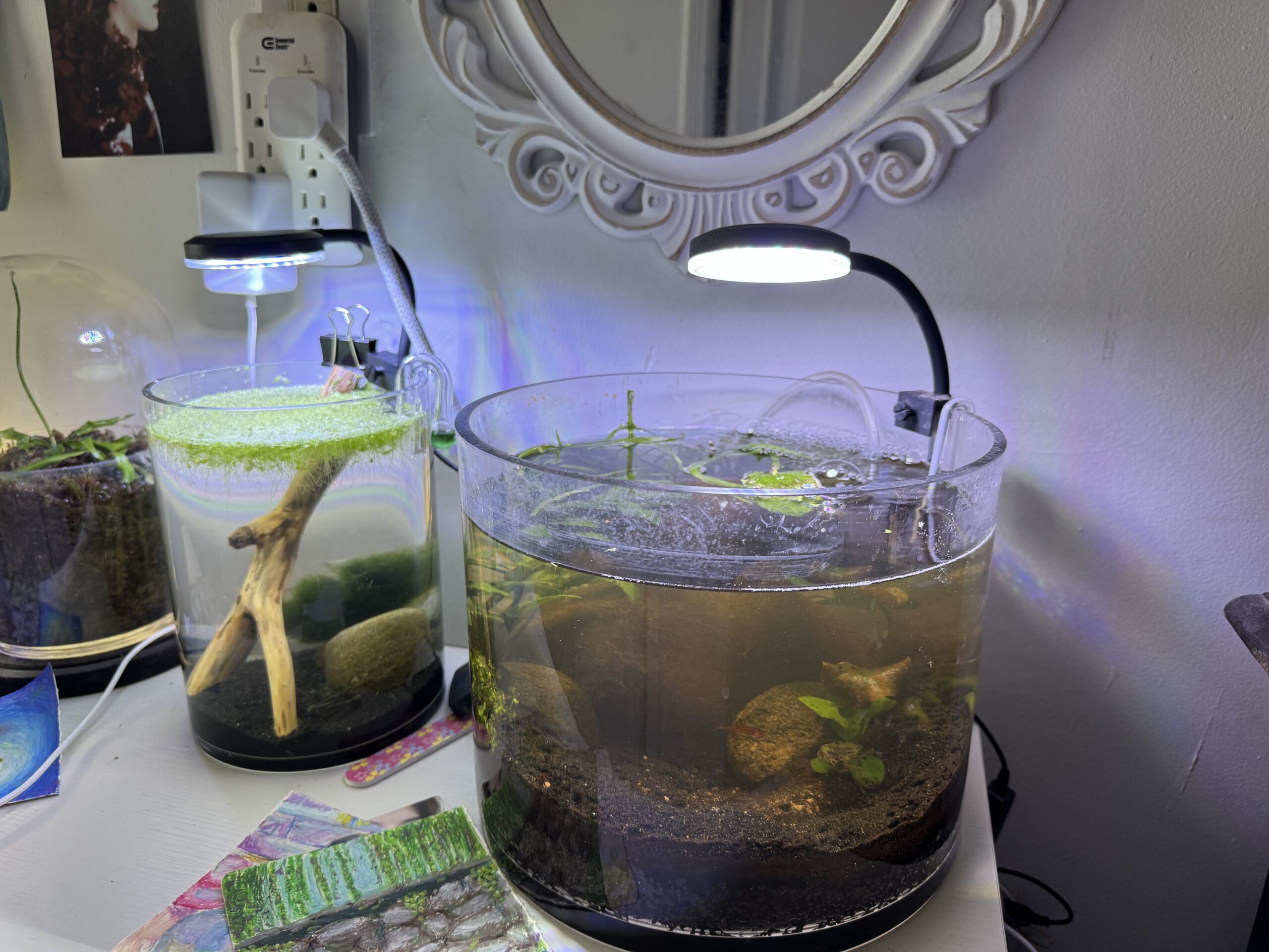 Two glass aquariums are displayed on a white table. The left aquarium contains clear water with green algae on the surface, a piece of driftwood, and a small rock. The right aquarium has darker water, visible aquatic plants, and a small decorative stone. Above both tanks, LED lights are mounted on the wall, and a white mirror is reflecting the scene. Colorful artwork is partially visible on the table.
