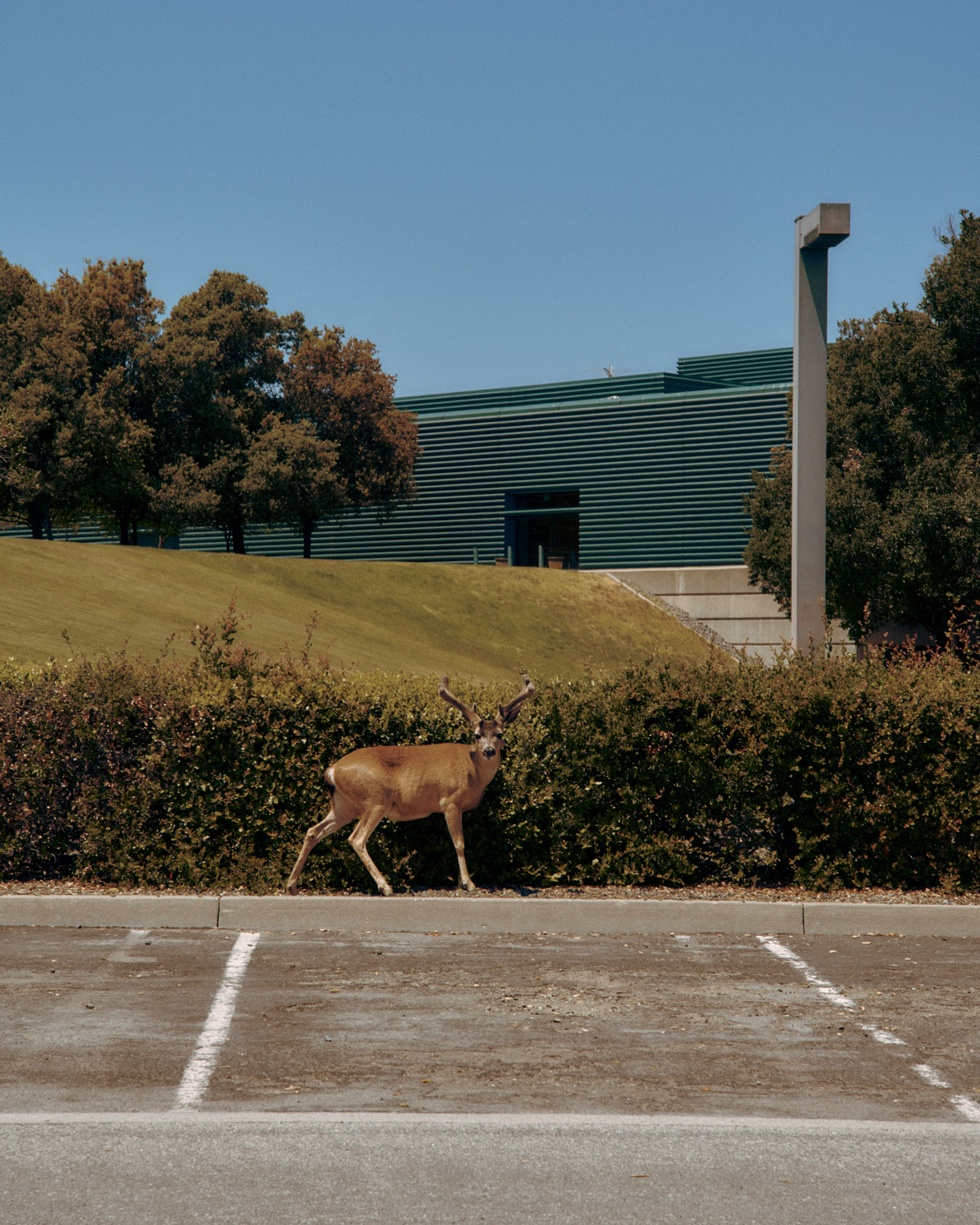 A deer with antlers stands near a low hedge in a parking lot, with a modern building and trees in the background. The sky is clear and blue.