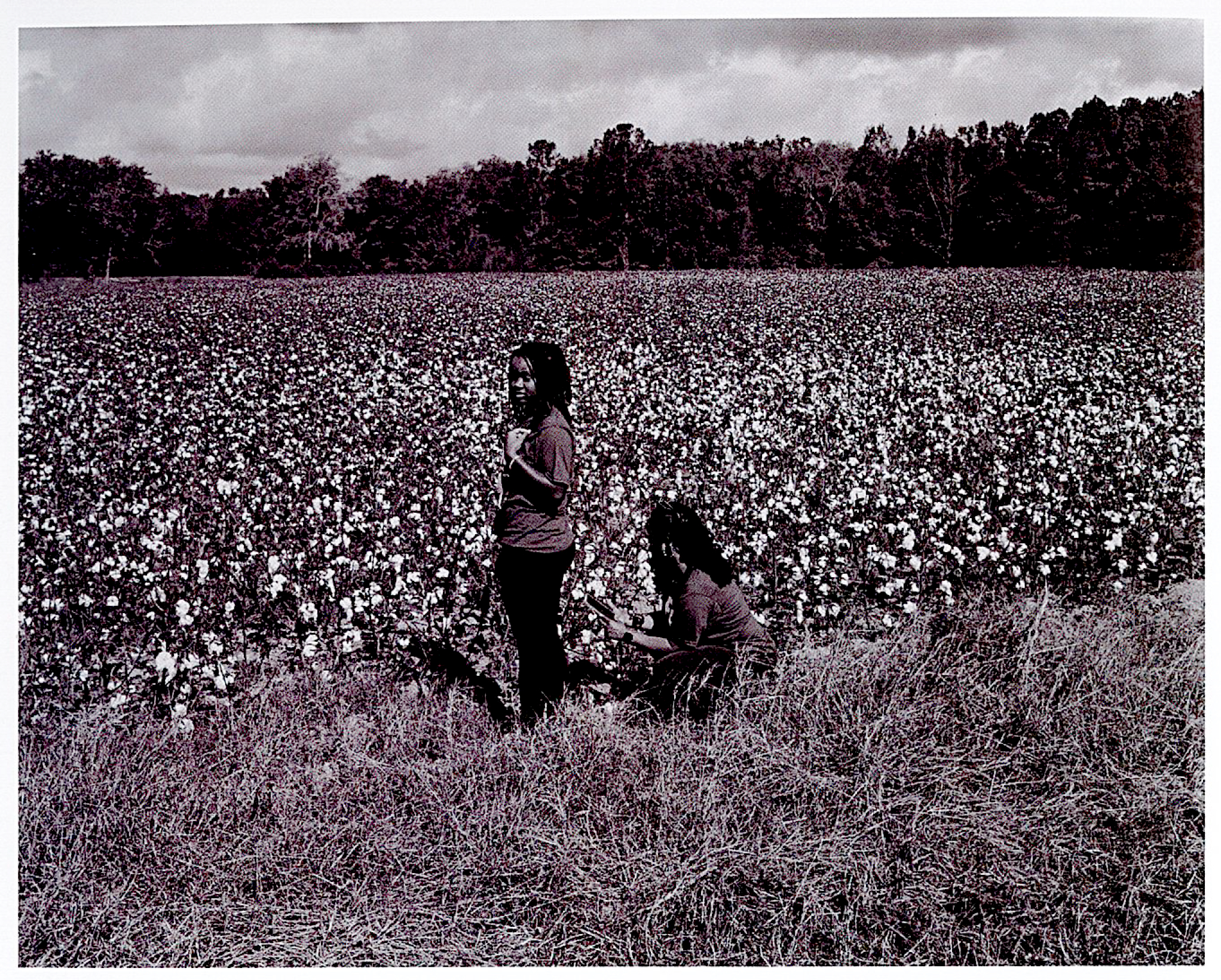 Two individuals are depicted in a cotton field. One person stands in the foreground, looking towards the camera, while the other person is seated nearby, engaging with the plants. The background features a vast field of cotton plants with white blooms, and a tree line is visible in the distance under a cloudy sky. The image is presented in black and white.