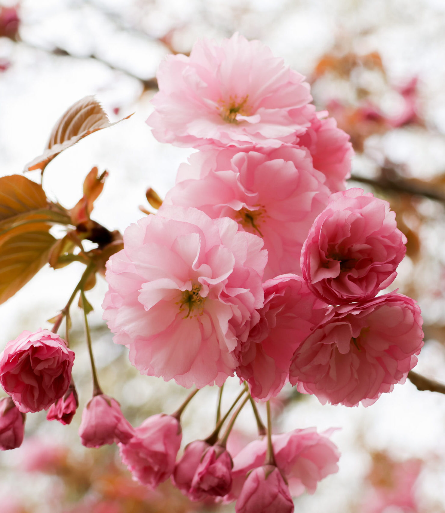 Close up image of pink flowers blossoming on a tree.
